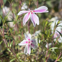 Phlox subulata 'Candy Stripes'